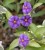 Solanum (Lycianthes) rantonnetii