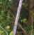 Salix irrorata
