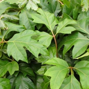 Indoor Trailing Plants