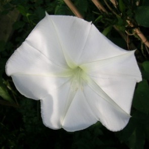 Indoor Climbing Plants