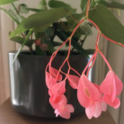 Begonia albopicta 'Rosea'