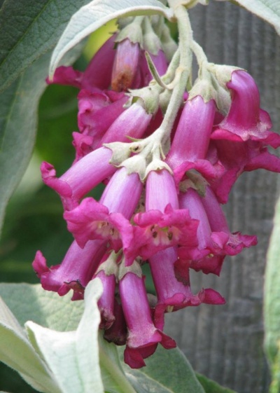 Buddleja colvilei pink-flowered