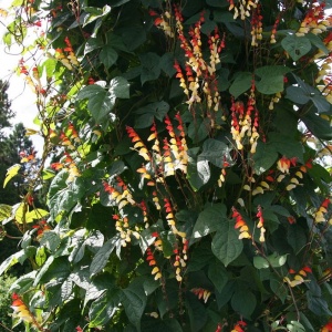 Ipomoea (Mina) lobata Seeds
