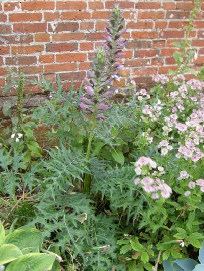 Acanthus spinosus - bare root