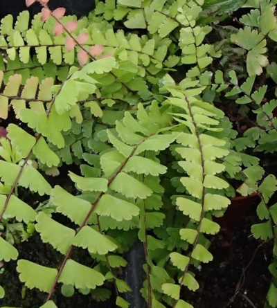 Adiantum caudatum
