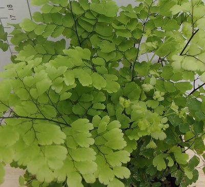 Adiantum raddianum 'Fragrans'