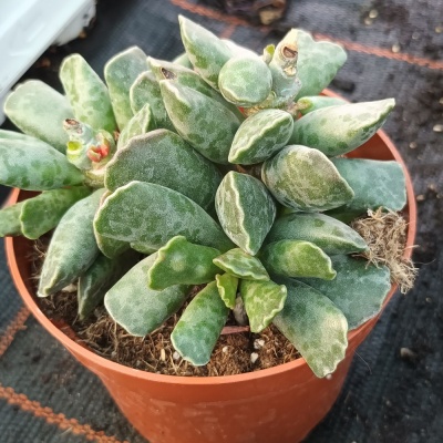 Adromischus cooperi