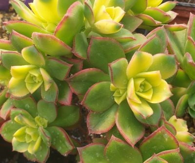 Aeonium decorum f. variegata from Shrubland Nurseries in Suffolk