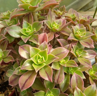 Aeonium  leucoblepharum (leuconeura)