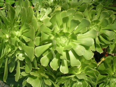 Aeonium arboreum