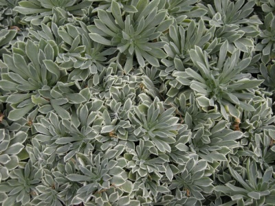Aeonium simsii - variegated