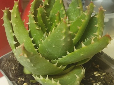 Aloe brevifolia