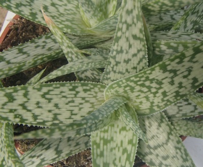 pur aloe ALODERMA Pure Aloe Vera Gel 300g main image 1