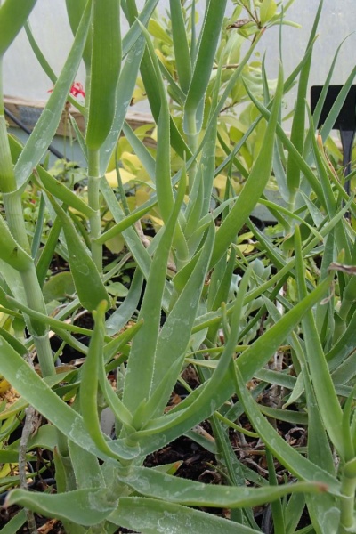 Aloe tenuior