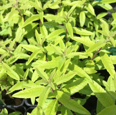 Aloysia triphylla- Lemon Verbena