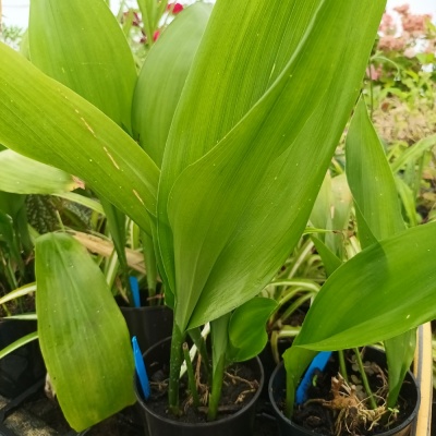 Aspidistra elatior 'Hoshizora'