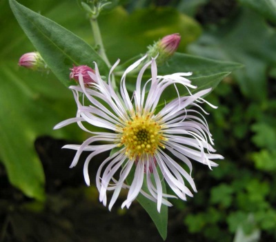 Ampelaster (Aster) carolinianus