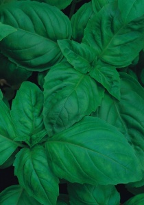Basil British - Seeds