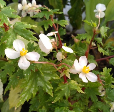 Begonia shepherdii