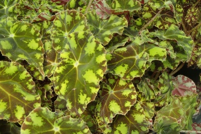 Begonia  'Tiger Paws'