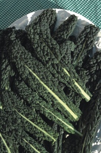 Borecole Black Tuscany - seeds