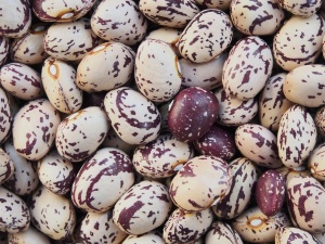 Climbing Bean Borlotto Lingua Di Fuoco - Seeds