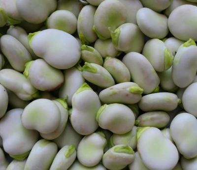Broad Bean Aquadulce Claudia Seeds