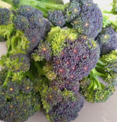 Broccoli - Purple Sprouting Seeds