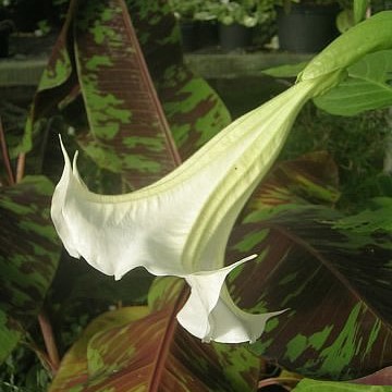 Brugmansia  candida 'Angels Sunbeam'