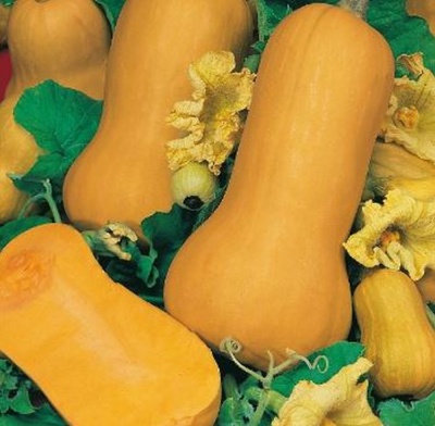 Butternut Squash Hunter F1 - Seeds