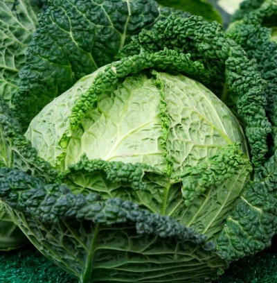 Cabbage Savoy Resolution F1 Seeds