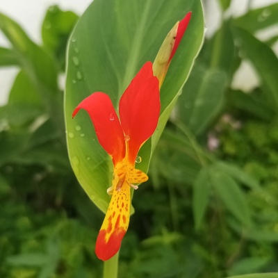 Canna patens