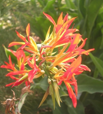 Canna indica