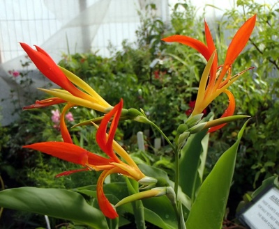 Canna indica