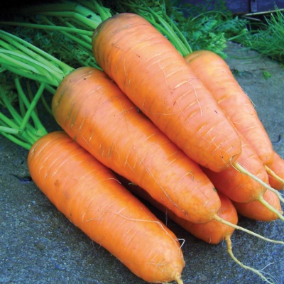 Carrot Katrin Seeds