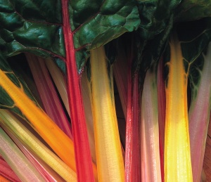 Chard - Rainbow Seeds