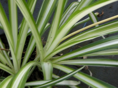 Chlorophytum comosum 'Vittatum'