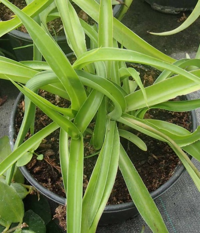 Chlorophytum comosum variety