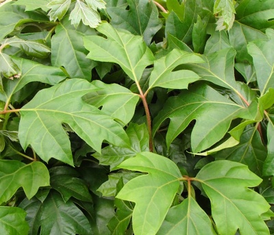 Cissus rhombifolia 'Ellen Danica'