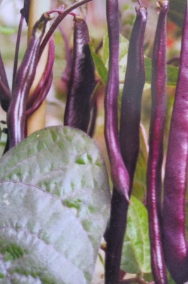 Climbing French Bean Cosse Violette Seeds
