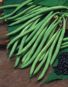 Climbing French Bean Cobra - Seeds