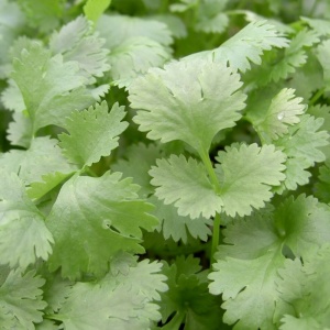 Coriander Leisure Leafy - Seeds