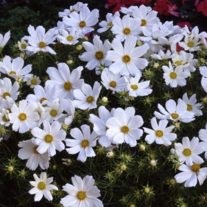 Cosmos Purity Seeds