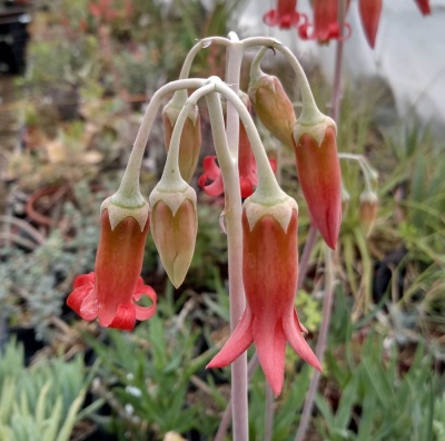 Cotyledon  orbiculata