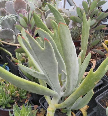 Cotyledon orbiculata 'Staghorn'