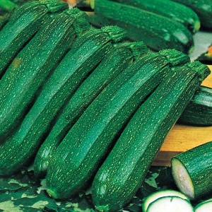 Courgette Ambassador - Seeds