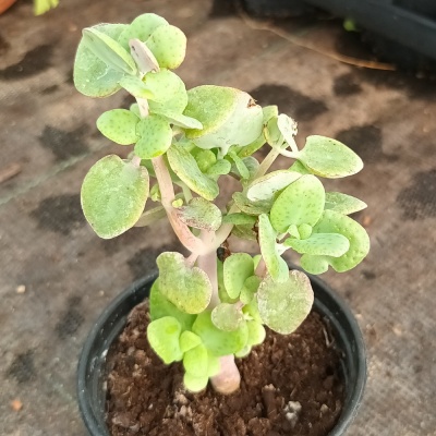 Crassula  cordata