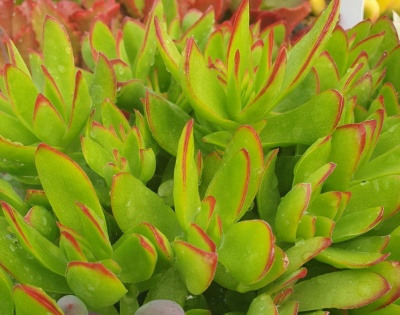 Crassula species