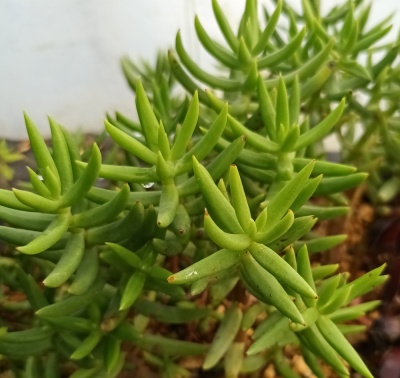 Crassula tetragona