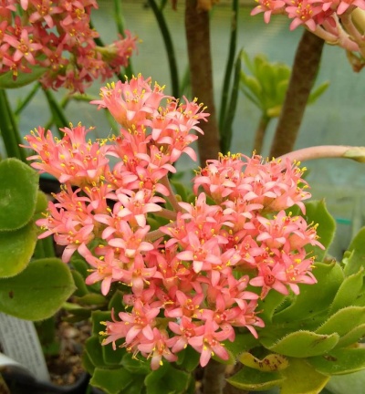 Crassula perfoliata var. falcata